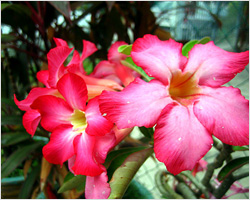 Photoblog: Chinese New Year