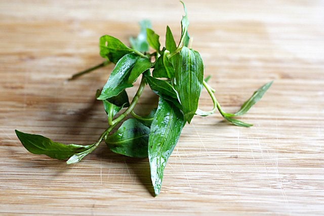 Polygonum Leaves/Vietnamese Mint Leaves (Daum Kesom/Daun Laksa)