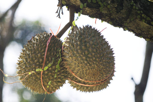 Penang Durian Tour