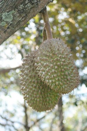 Penang Durian Tour | Penang Durian Eating Tour
