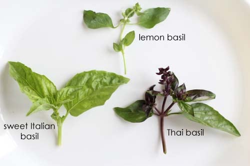 Lemon basil, sweet Italian basil and Thai basil.