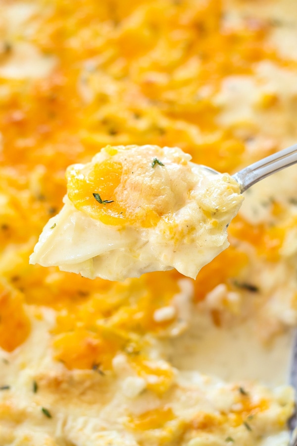 Creamy, cheesy and rich scalloped potatoes scooped with a spoon.