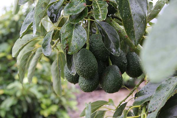 Avocados on avocado tree.