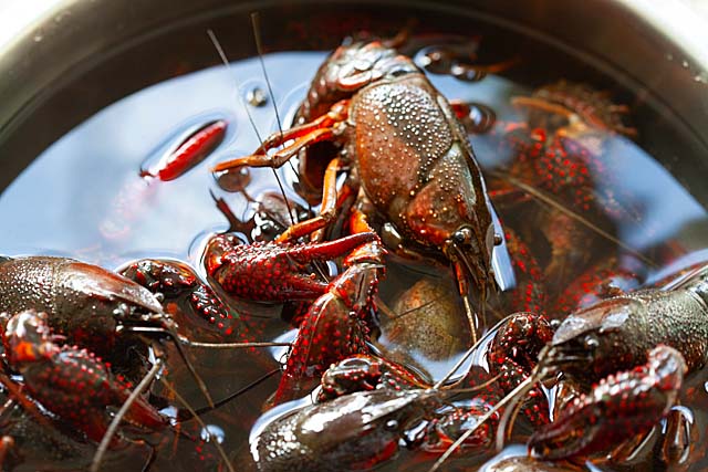 Live crawfish (crayfish or crawdad) in a container.
