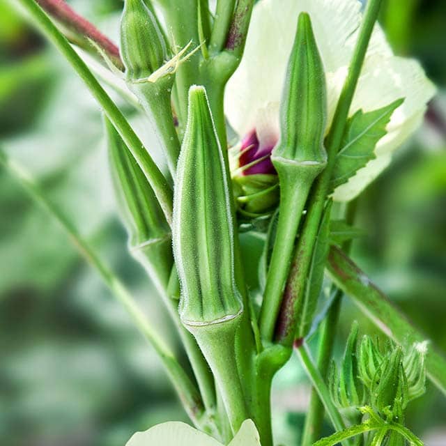 An okra plant with okra pods growing on the plant. 