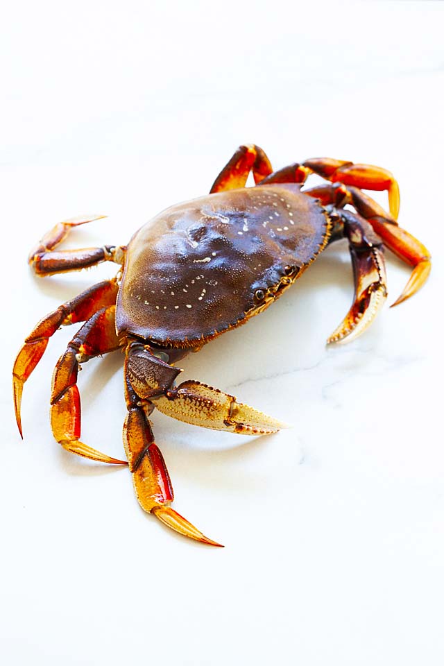 Live dungeness crab.
