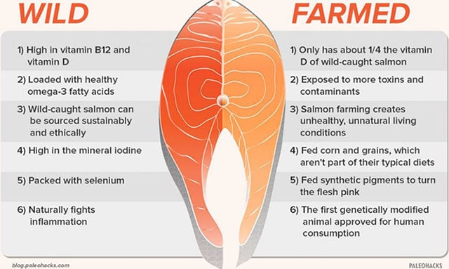 Wild salmon versus farmed salmon picture. 