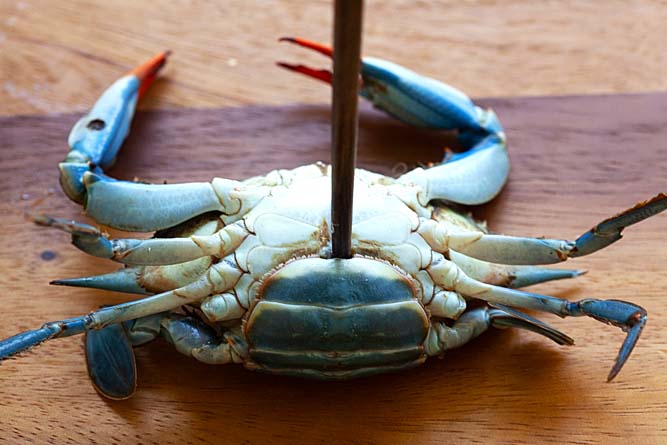 How to kill blue crab.