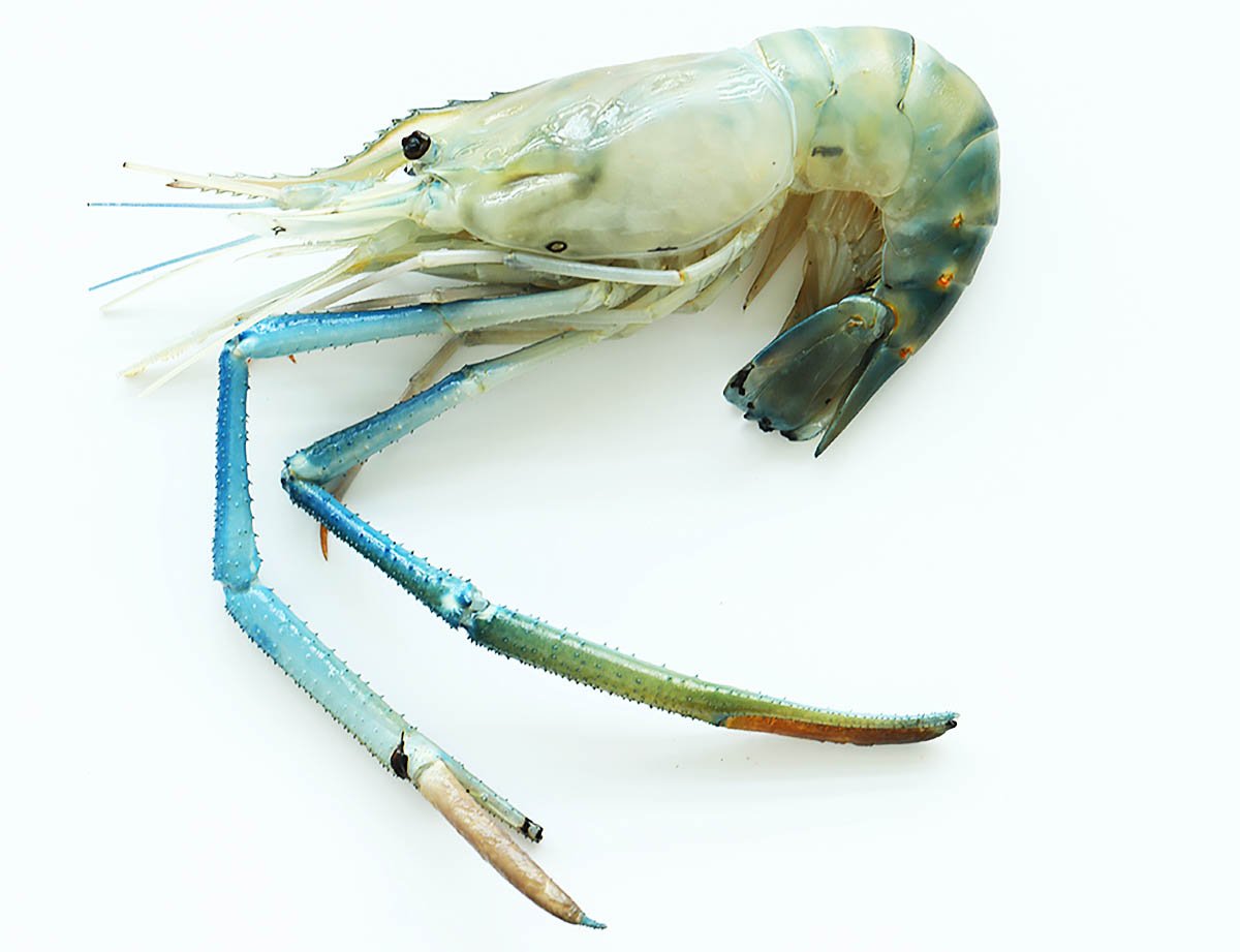 A big freshwater prawn with two claws. 