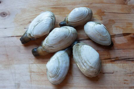 Steamers or steamer clams, or soft shell clams on a cutting board.