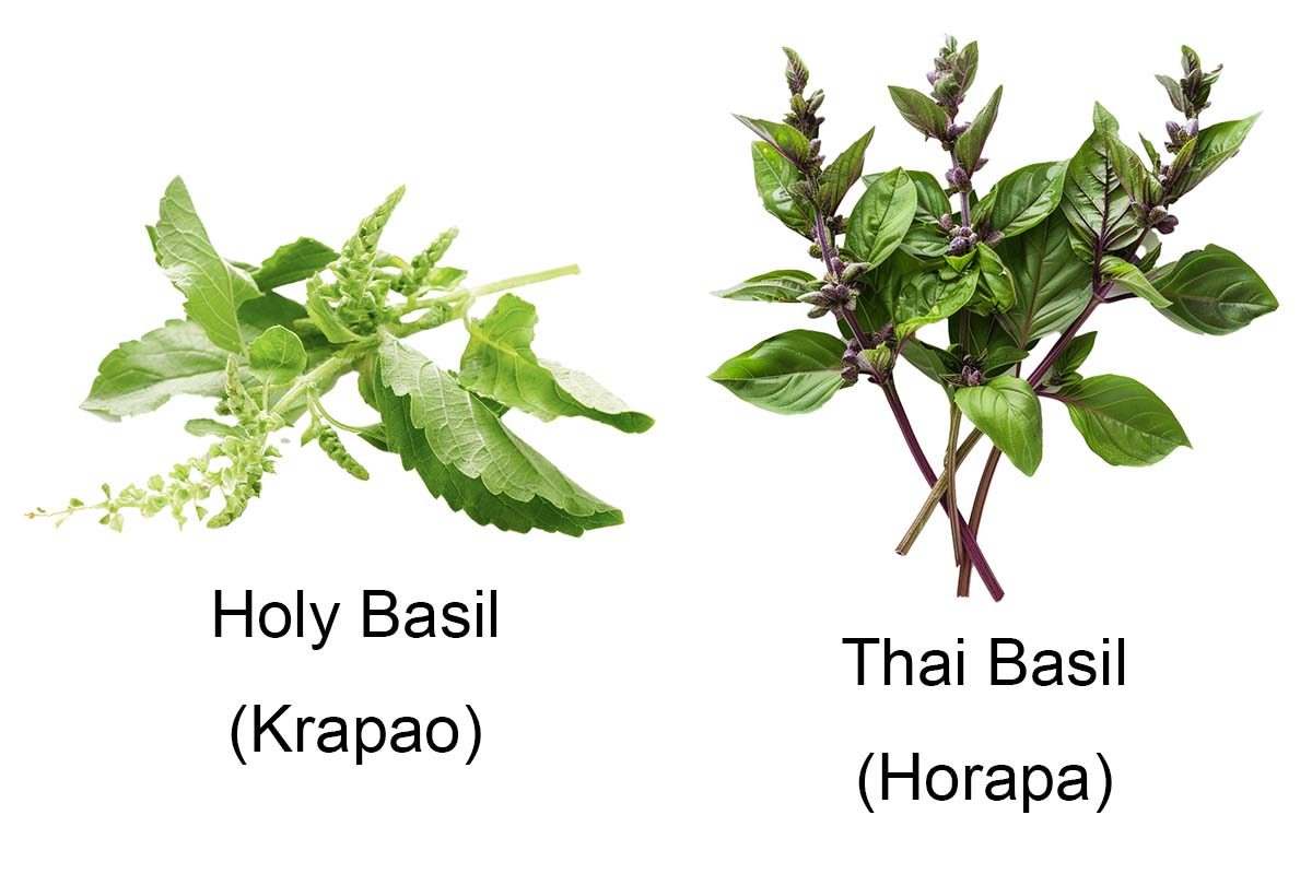 Difference between holy basil and Thai basil. 