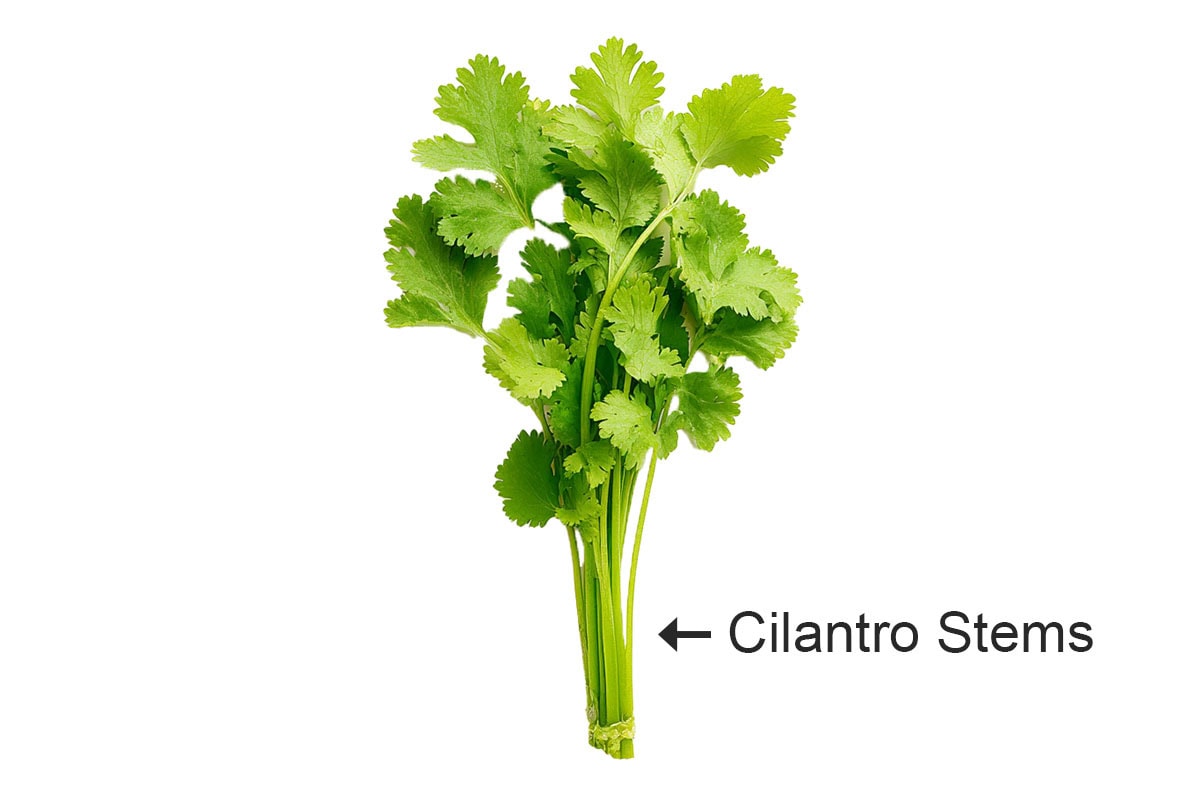 Cilantro.
