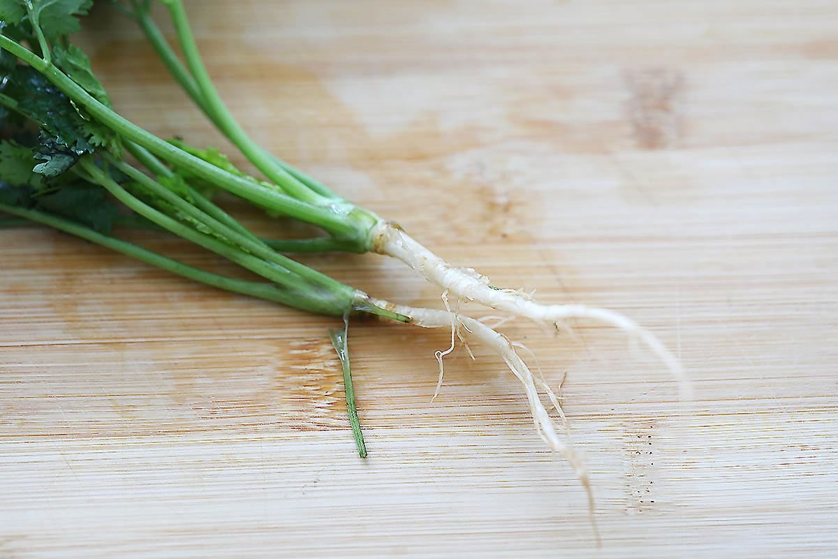 Cilantro with its roots on a chopping board.