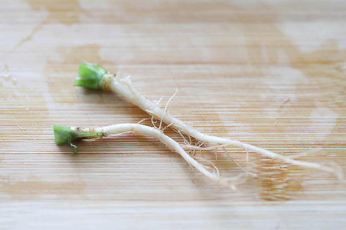 Cilantro root on a chopping board.