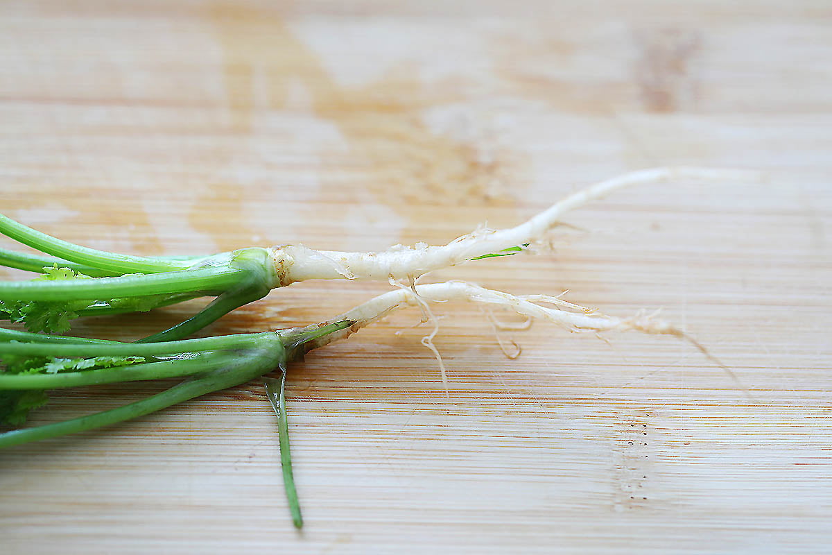 Cilantro stem and root on a chopping board.